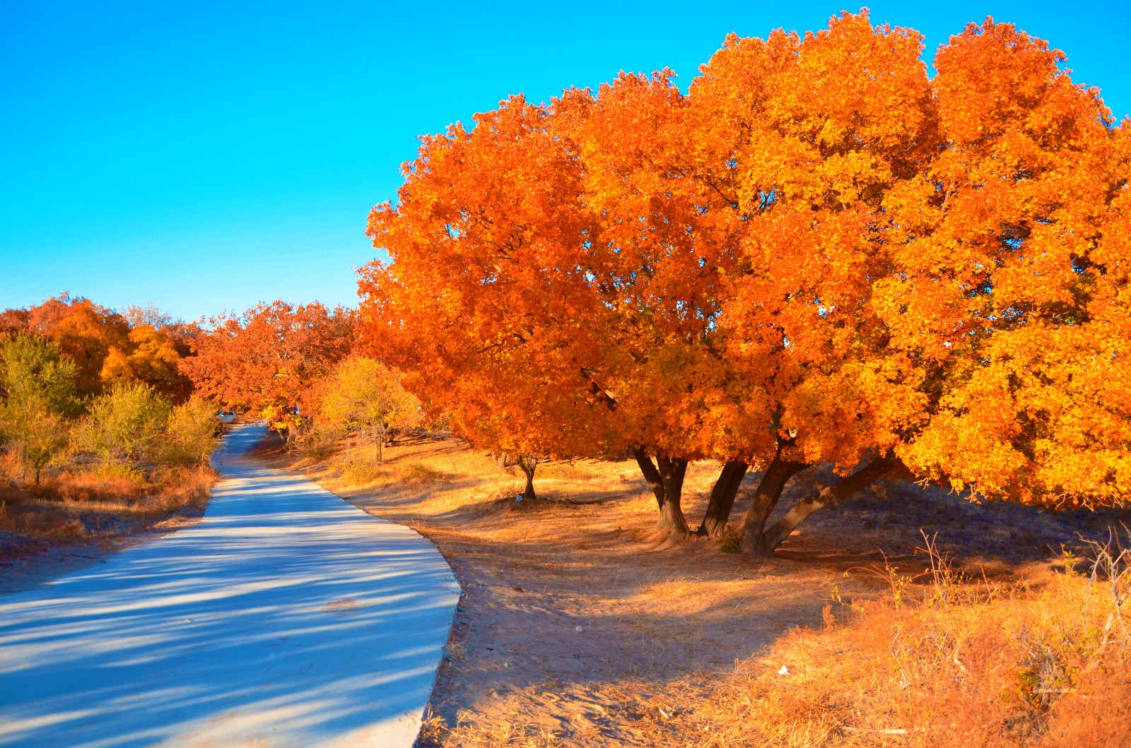 秋天的枫树美翻了,秋天的枫树美疯了_新浪看点