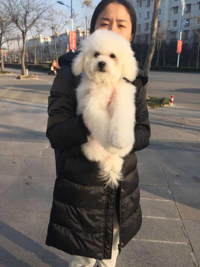 这只比熊的某个地方特别长,你看出来了吗?