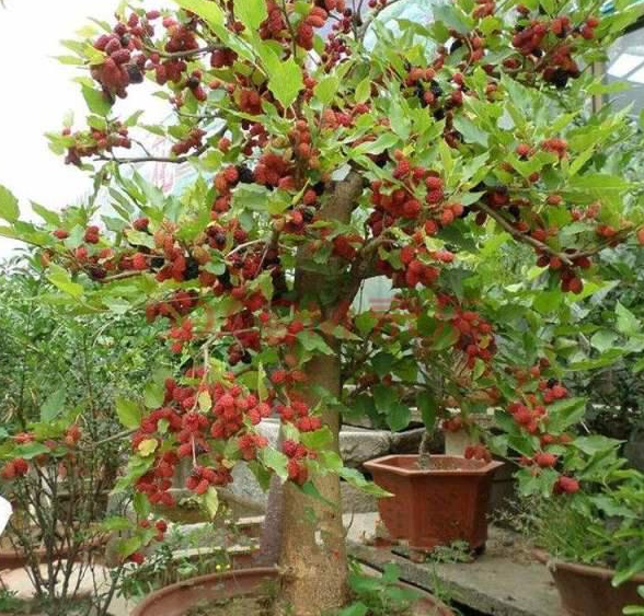 这5种果树就适合阳台盆栽,一年能省好几百,水果多的吃