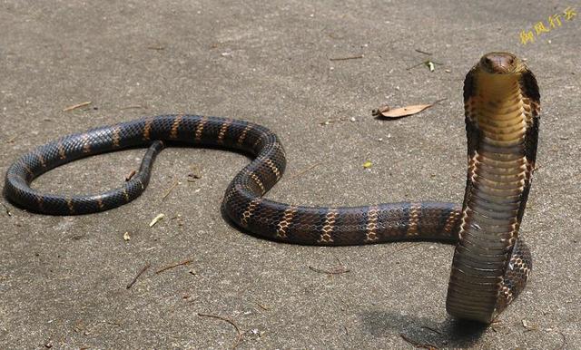 是不是这个世界上任何一个毒蛇都打不过科莫多巨蜥