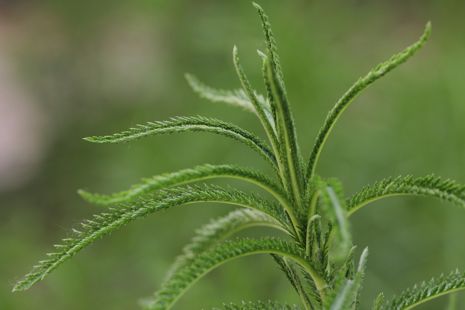 传说中的不死神草——蓍草