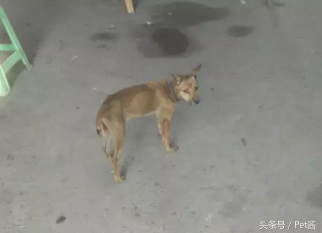 亲戚家的狗狗被剪尾,说不祸害鸡,我才知道尾巴尖白色