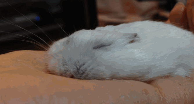 她有天一直摸一直摸家里的圆滚滚小仓鼠没想到最萌的意外发生了