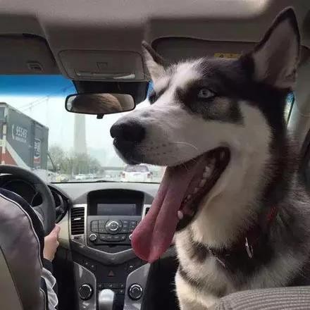 哈士奇怀孕65天,主人带它去医院拍片子,结果全