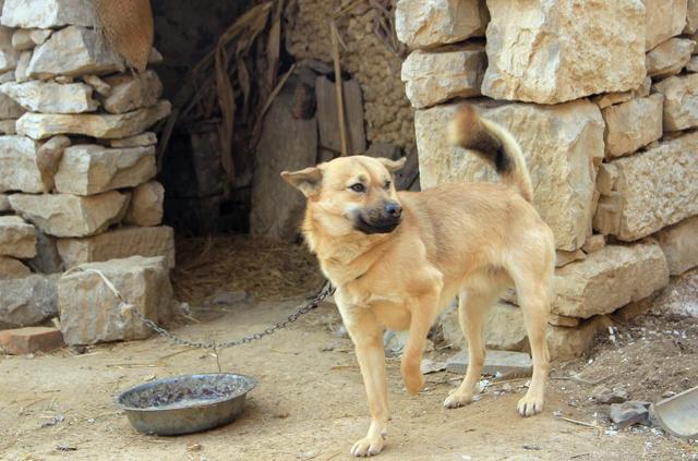 农村俗语:再穷不卖看家狗,再富不宰耕地牛,是