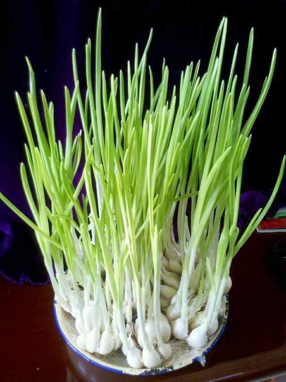 水培蔬菜就养这3种,生根猛发芽快,一年四季都