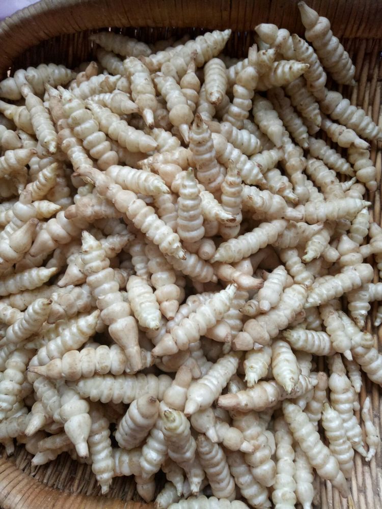 深秋,腌一坛地螺丝菜