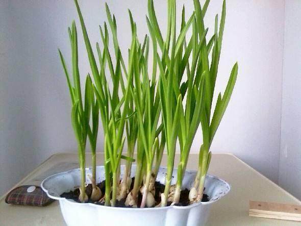 水培蔬菜就养这3种,生根猛发芽快,一年四季都