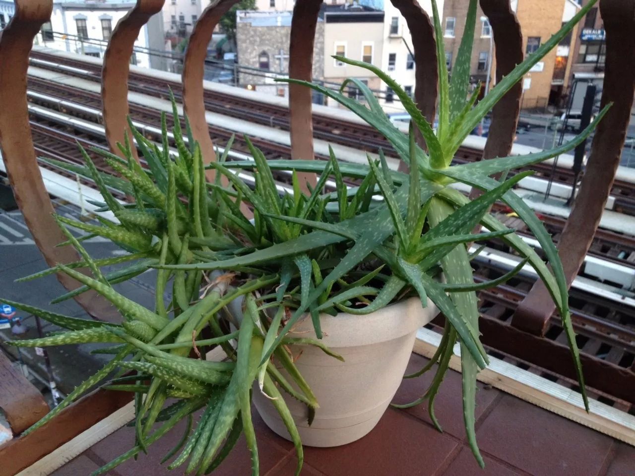 家里长到一两米高的盆栽芦荟,快要戳到屋顶了