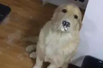 树下躲雨的流浪小奶狗瑟瑟发抖,抱它的时候一个劲舔手指心疼坏了
