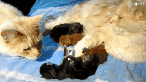 (猫咪) 猫爸盯着小猫愣了半天神,内心弱弱的os:老婆啊,我有个问题不知