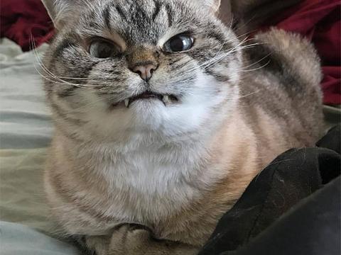 壁纸 动物 猫 猫咪 小猫 桌面 480_360