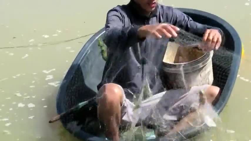 柬埔寨水肥鱼多,小伙在田沟抓到好几头大鲶鱼,高兴坏了