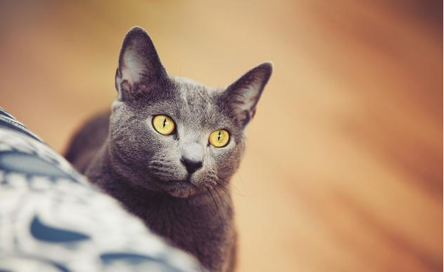 10种最温顺听话的猫咪,范爷家的猫排名第一