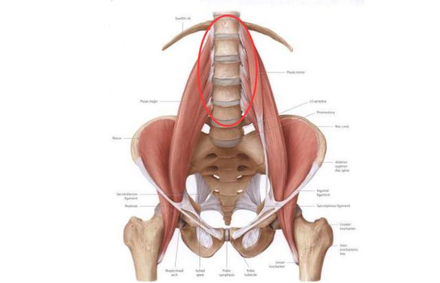 上班族腰背疼,为何做仰卧起坐能腰突?答案一看