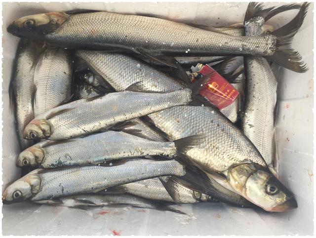 白龙湖爽钓翘嘴鲌,虽然没有米级,但胜在数量