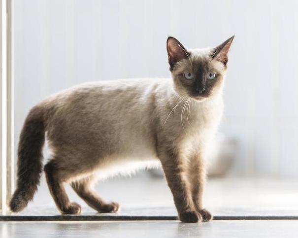 10种最温顺听话的猫咪,范爷家的猫排名第一