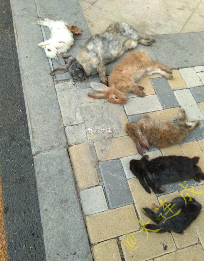 大连老人养6只兔子一夜之间被人虐杀 悲愤：人都咋了