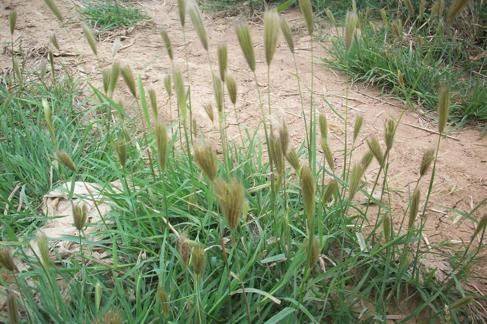 传统小吃蛤蟆吐蜜