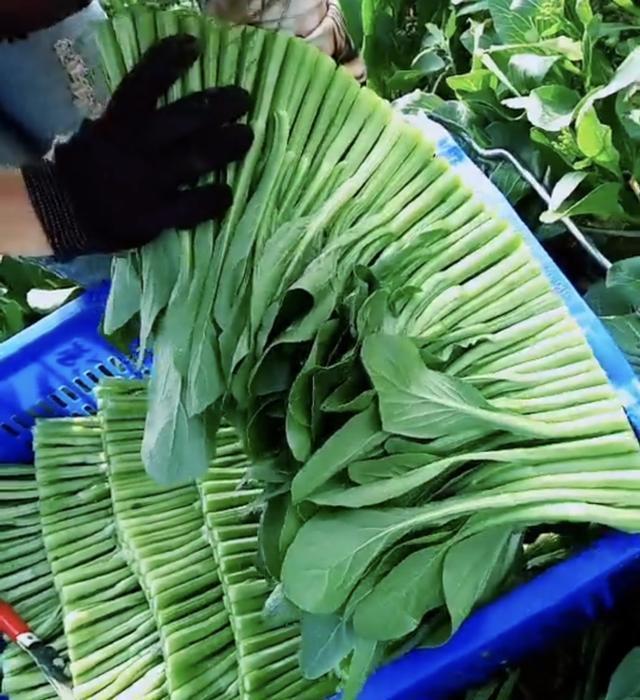 农民种植"菜心"大丰收, 采摘过程亮了, 几乎没有几个人做得到