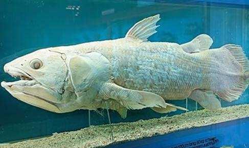 为了证明人类的祖先是鱼,科学家足足等待了14