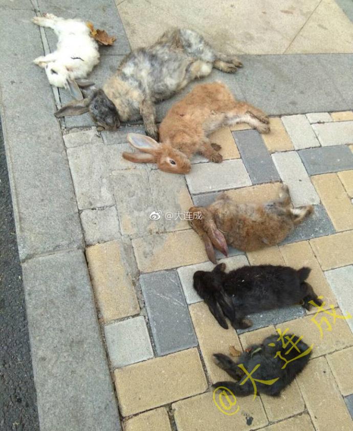 大连老人养6只兔子一夜之间被人虐杀 悲愤：人都咋了