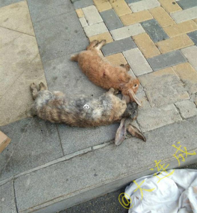 大连老人养6只兔子一夜之间被人虐杀 悲愤：人都咋了