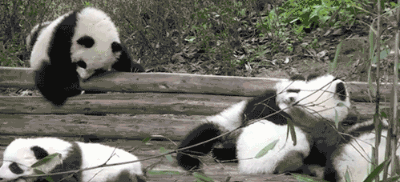 大熊猫会不会自己洗澡,又会不会游泳呢?这是很有意思的问题.