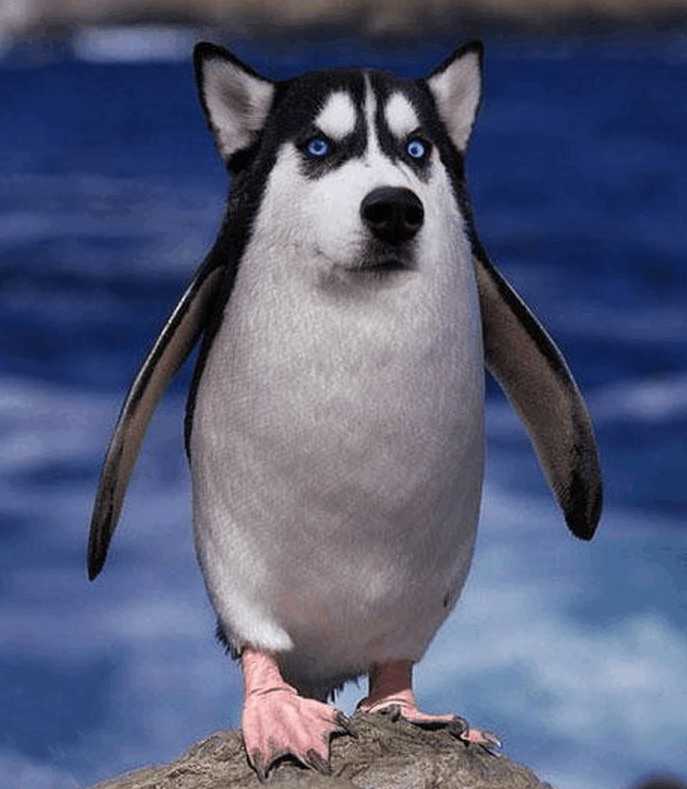 搞笑动物:ps大神们培养出了这样的动物,每个都是奇珍异兽