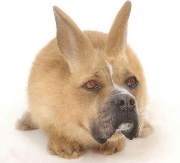 搞笑动物:ps大神们培养出了这样的动物,每个都是奇珍异兽