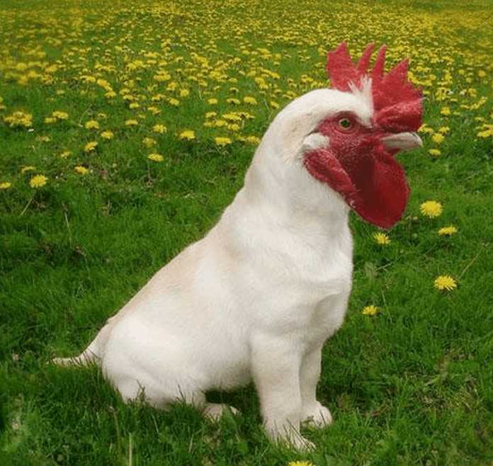 搞笑动物:ps大神们培养出了这样的动物,每个都是奇珍异兽