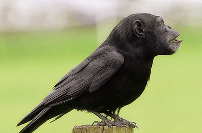 搞笑动物:ps大神们培养出了这样的动物,每个都是奇珍异兽