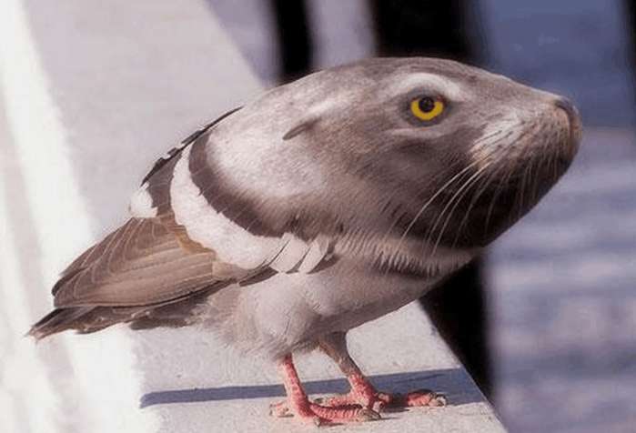 搞笑动物:ps大神们培养出了这样的动物,每个都是奇珍异兽