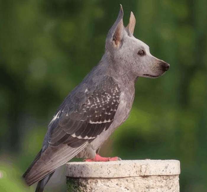 搞笑动物:ps大神们培养出了这样的动物,每个都是奇珍异兽