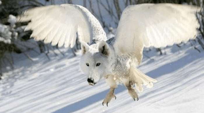 搞笑动物:ps大神们培养出了这样的动物,每个都是奇珍异兽