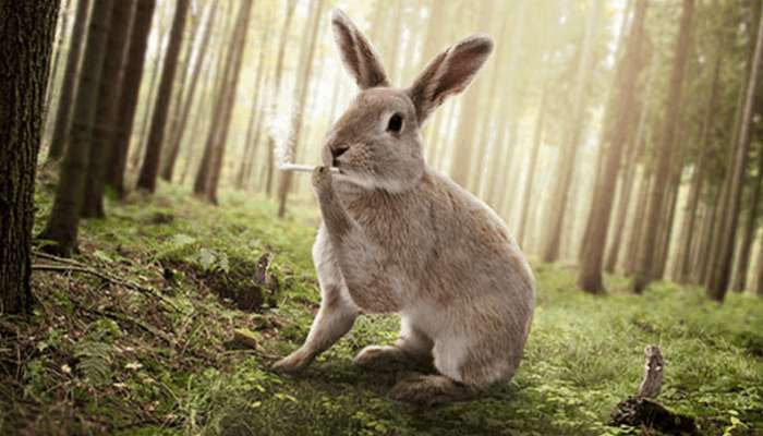 搞笑动物:ps大神们培养出了这样的动物,每个都是奇珍异兽