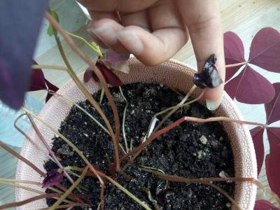花盆里有虫子，洒了点风油精，你猜结果是什么？