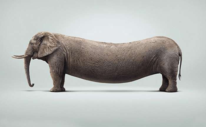 搞笑动物:ps大神们培养出了这样的动物,每个都是奇珍异兽