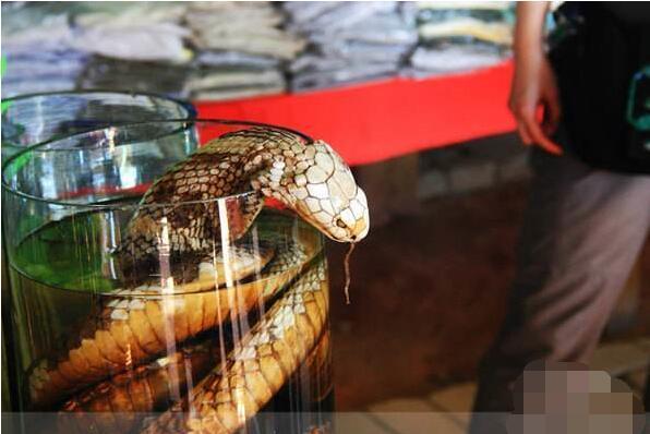 关于毒蛇泡酒不死的秘密