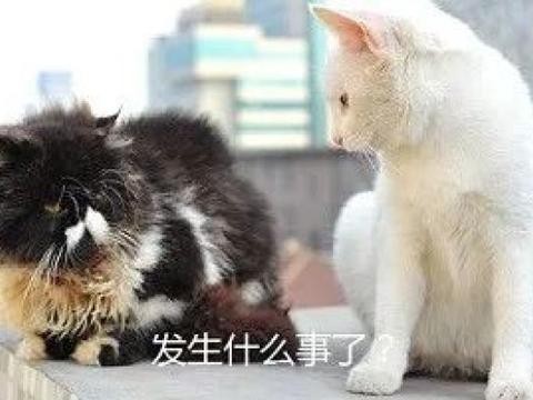 【生活】车贷新政来了，怎样买车省钱？将有重大变化！还有车展等你！