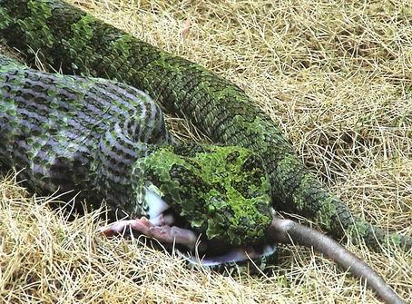 中国新发现珍稀蛇种 ：莽山铬铁头蛇 ，只生活在一个地方