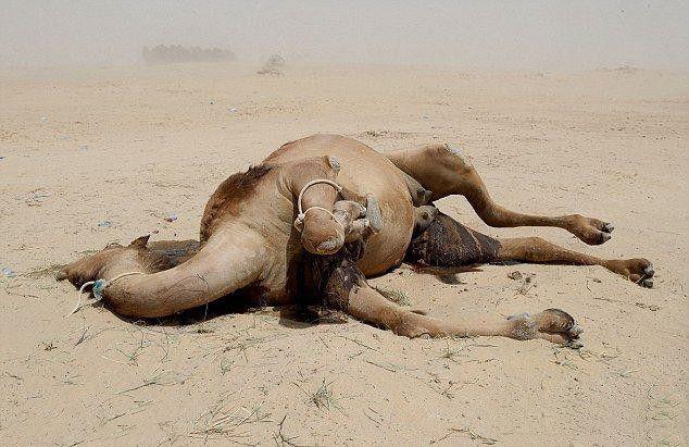 一个都不能留! 两个国家断交后骆驼被驱逐, 大多渴死在沙漠里