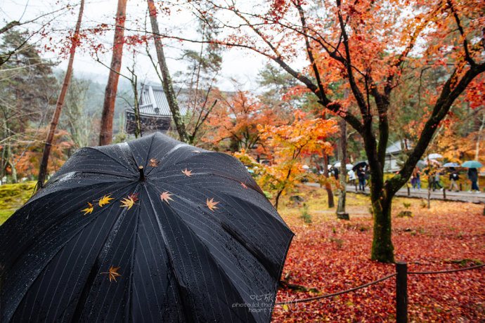 日本|红叶狩艳遇京都