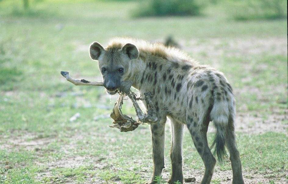 当非洲二哥鬣狗遇上了真的非洲大哥, 这Bug让它死不瞑目!