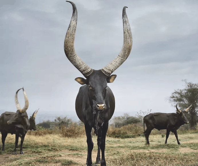 中国最牛人形机器人公司 四足机器人哪家强