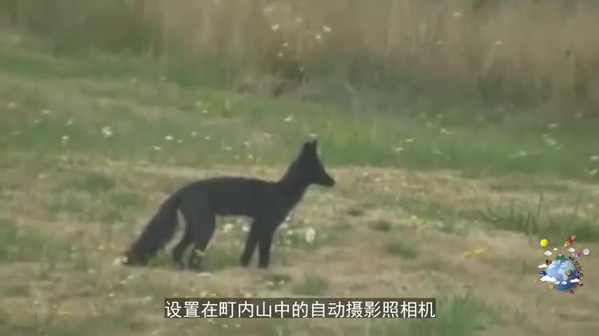 日本发现黑狐狸,神秘莫测,科学家为此疯狂了