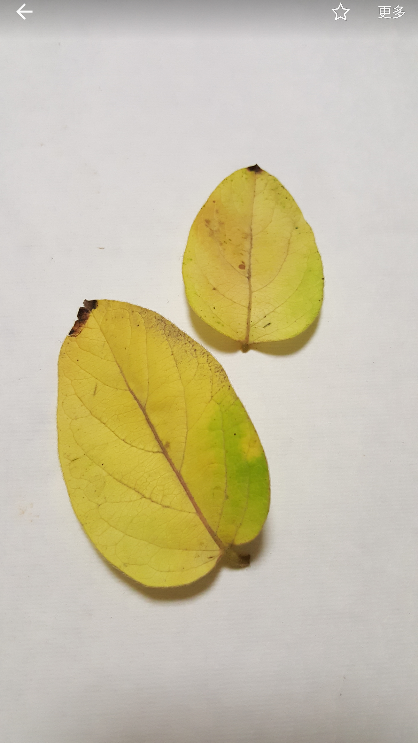 秋天最美的叶子,你认识吗