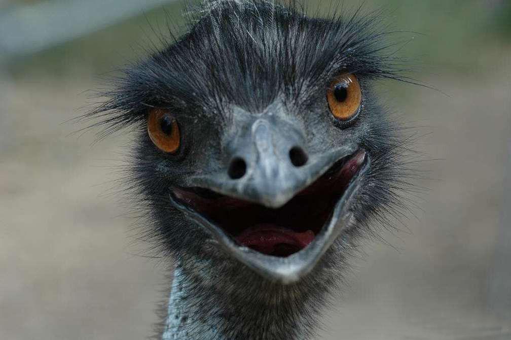 伟大的鸸鹋: 世界第二大鸟类, 跟澳大利亚打仗还打赢了