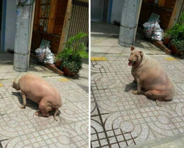 男子楼下发现一头"猪", 当它转过头那瞬间, 男子忍不