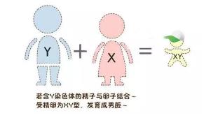 孩子的长相身高是遗传父亲还是母亲？答案你肯定猜不到！